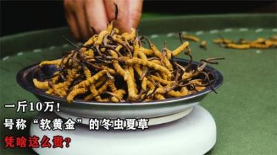 一斤10万！号称“软黄金”的冬虫夏草，有何作用？它凭啥这么贵？