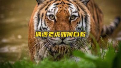 野外遇到老虎时，怎么做才是正确的自救方法？学会一招关键能保命