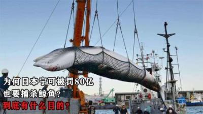 为何日本宁可被罚80亿，也要捕杀鲸鱼？到底有什么目的？