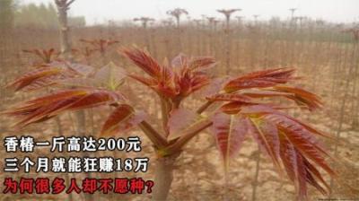 香椿一斤高达200元，三个月就能狂赚18万 ，为何很多人却不愿种？