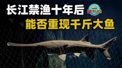 长江鱼类减少90%是真的吗？十年禁渔期后，还能找回千斤大鱼吗？