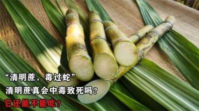 “清明蔗，毒过蛇”，清明蔗真会中毒致死吗？它还能不能吃？