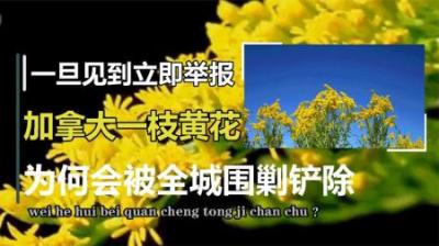 “恶魔之花”入侵中国，在中国局部泛滥，它到底有多可怕？