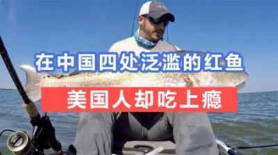 红鱼在中国泛滥，到美国却被吃到濒危，难道我国吃货“认怂”了？