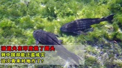 清道夫在印度栽了跟头，到中国后却泛滥成灾，这次真来对地方了？