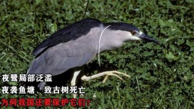 夜鹭局部泛滥，夜袭鱼塘、致古树死亡，为何我国还要保护它们？