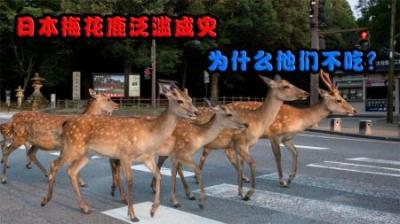 日本梅花鹿泛滥成灾，破坏农田、街头抢食物，为何当地人不敢吃？