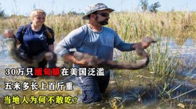 30万只缅甸蟒在美国泛滥，五米多长上百斤重，为何当地人不敢吃？
