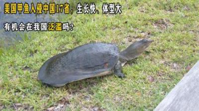 美国甲鱼入侵中国17省，体型大、生长快，能在我国泛滥成灾吗？
