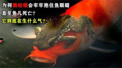 为何癞蛤蟆会牢牢抱住鱼眼睛，直至鱼儿死亡？它到底在生什么气？