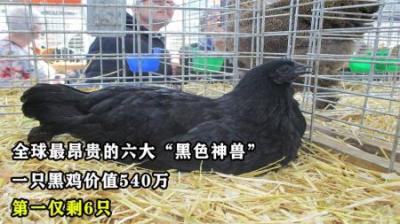 全球最昂贵的六大“黑色神兽”，一只黑鸡价值540万，第一仅剩6只