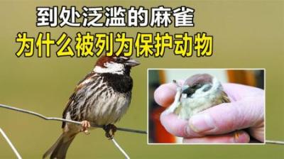 广东男子捕麻雀被罚3600元，麻雀随处可见，为何被列为保护动物？