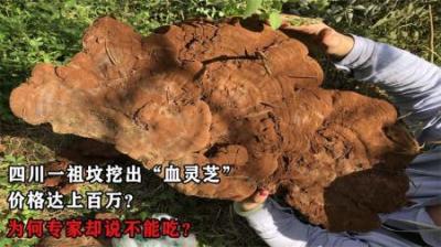 四川一祖坟挖出“血灵芝”，价格达上百万？为何专家却说不能吃？