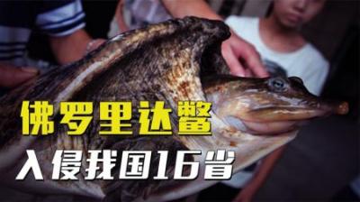 佛罗里达鳖入侵中国16省，黄河或已“失守”，吃货能解决它们吗？