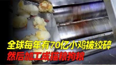 每年有70亿只小鸡被做成猫粮，刚出生就被扔进搅拌机，搅碎成肉泥