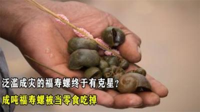 泛滥成灾的福寿螺终于有克星？一口一个，成吨福寿螺被当零食吃掉