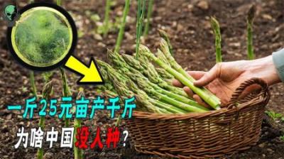 亩产千斤的蔬菜之王，25元一斤单棵能吃20年，为何国内很少人种？