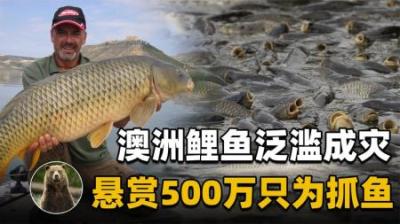 澳大利亚悬赏500万，只为捕捉一条被植入芯片的鲤鱼？发生了啥？