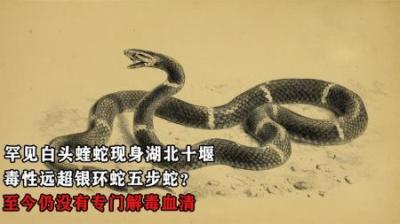 罕见白头蝰蛇现身湖北十堰，毒性远超银环蛇？至今仍没有解毒血清