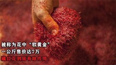 被称为花中“软黄金”，一公斤高达7万，藏红花到底有啥作用？