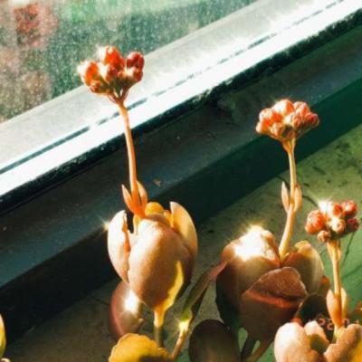 【感悟】小学生做菜感悟20字怎么写（小学生做菜感言简短）