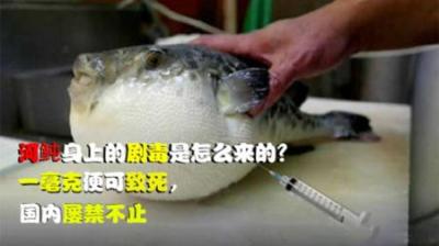 河鲀身上的剧毒是怎么来的？一毫克便可致死，国内屡禁不止