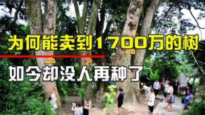 一棵树能卖1700万！树苗每棵也才12元，为何没人敢种？