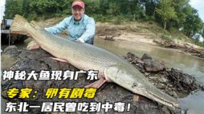 广东钓到神秘大鱼，长1米多、重达上百斤，为何专家说不能吃？