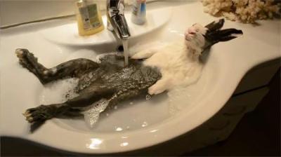 老人说“兔子喝水，会断肠而亡”，这个说法是真的吗？有何依据？