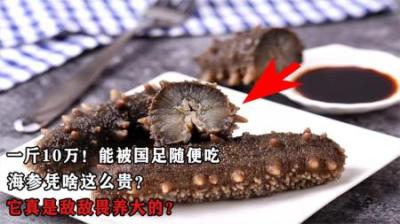 一斤10万！被国足随便吃，海参凭啥这么贵？它真是敌敌畏养大的？