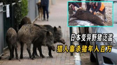 野猪在日本泛滥成灾，不断上演人猪大战，为何当地人不敢吃？