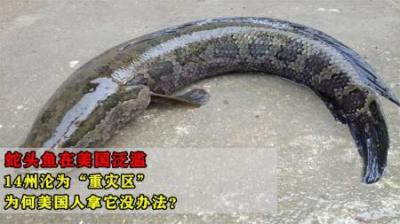 蛇头鱼在美国泛滥，14州沦为“重灾区”，为何老美拿它没办法？