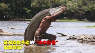 以食人鱼为食的“水中巨怪”，菜刀都砍不动，却深受吃货欢迎