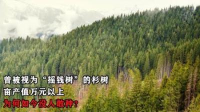 曾被视为“摇钱树”的杉树，亩产万元以上，为何如今没人愿意种？