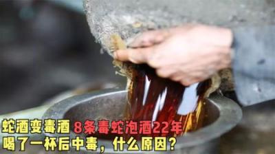 蛇酒变尸酒，泡了22年的蛇酒，喝一杯后中毒，为何蛇酒变这么毒？