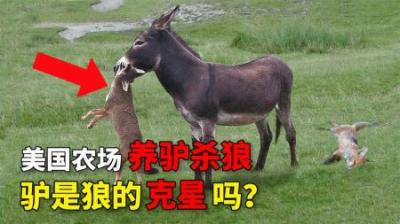 美国农场“养驴杀狼”，驴是狼的克星吗？其实驴的实力超乎你想象