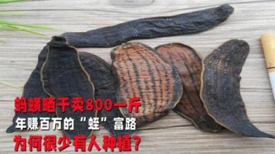 蚂蟥晒干后800元1斤，为什么无人敢养殖？它到底有什么好处？