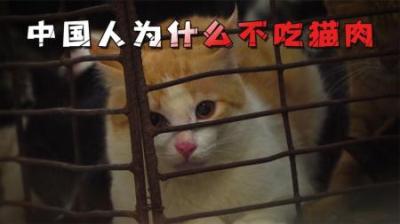 越南每年吃掉100万只猫，什么都吃的中国吃货，为何很少吃猫肉？