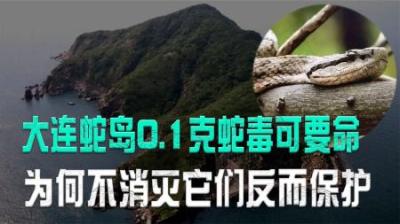 大连蛇岛20000条毒蛇，为何会变得越来越凶猛？人类该消灭它们吗