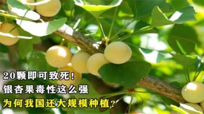 20颗即可致死！银杏果毒性这么强，为何我国还要大规模种植？
