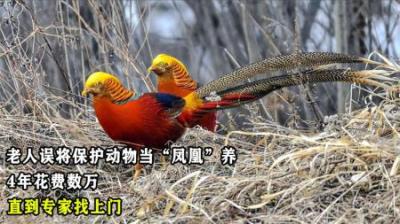 老人误将保护动物当“凤凰”养，4年花费数万，直到专家找上门