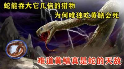 蛇能吞大它几倍的猎物，为何唯独吃黄鳝会死？黄鳝真是蛇的天敌？