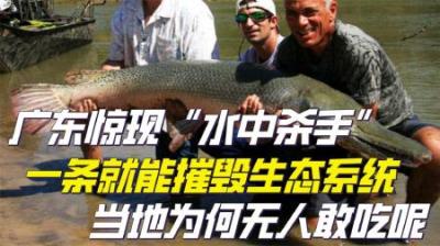 淡水鱼杀手入侵广东，一条即可摧毁生态系统，为何广东人搞不定？
