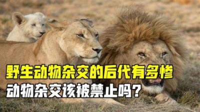 野生动物也会杂交，繁衍出的后代有多惨？动物杂交应该被禁止吗？
