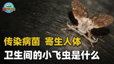 卫生间常出现的小飞虫，能传染病菌、寄生人体，真这么可怕吗？