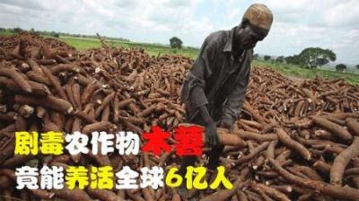 能毒死人的作物，竟成众人追捧的美食？凭一己之力养活全球6亿人