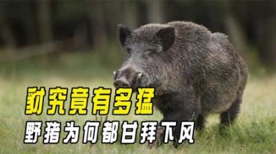 野猪的克星出现了！吃野猪就像吃辣条，看它是如何高智商杀猪的？