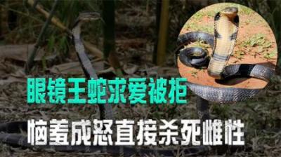 如果雄性眼镜王蛇求爱失败，会直接杀掉雌性，为何雌性宁死不从？