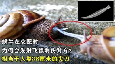 蜗牛在交配时，为何会发射飞镖刺伤对方？相当于人类38厘米的尖刀
