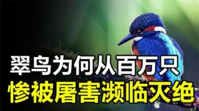 曾经随处可见的翠鸟，为何如今却濒临灭绝？它的羽毛真价值千万？
